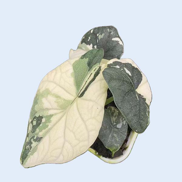 Zhangzhou Chanseed Biotechnology Co.,Ltd.