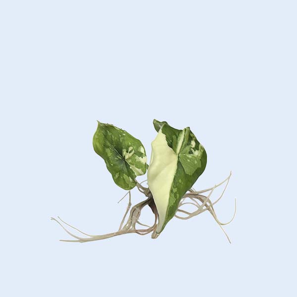 Zhangzhou Chanseed Biotechnology Co.,Ltd.