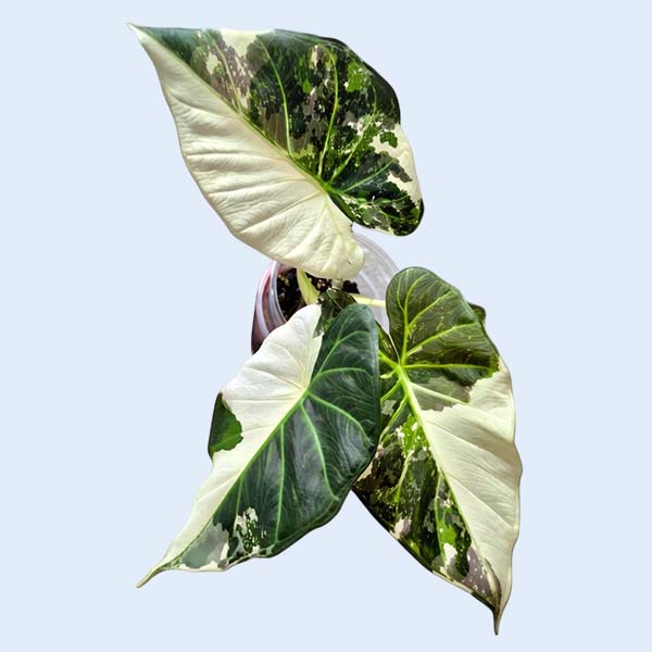 Zhangzhou Chanseed Biotechnology Co.,Ltd.