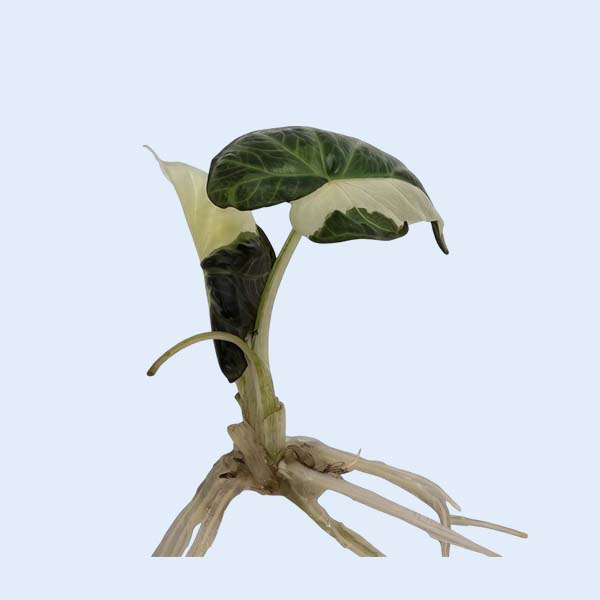 Zhangzhou Chanseed Biotechnology Co.,Ltd.