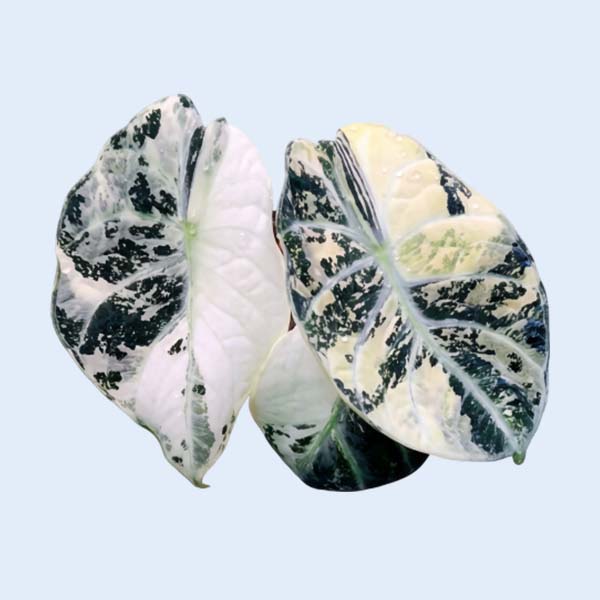 Zhangzhou Chanseed Biotechnology Co.,Ltd.