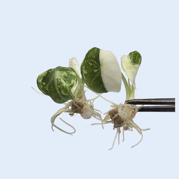 Zhangzhou Chanseed Biotechnology Co.,Ltd.