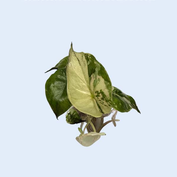 Zhangzhou Chanseed Biotechnology Co.,Ltd.