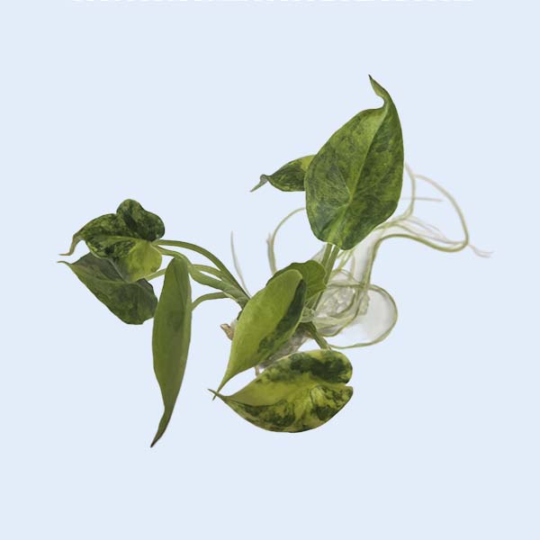 Zhangzhou Chanseed Biotechnology Co.,Ltd.