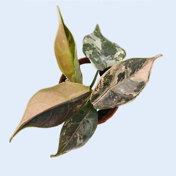 Zhangzhou Chanseed Biotechnology Co.,Ltd.