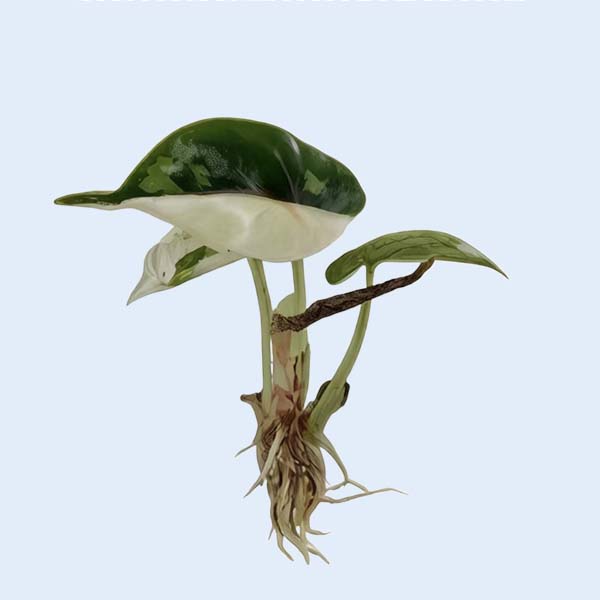 Zhangzhou Chanseed Biotechnology Co.,Ltd.