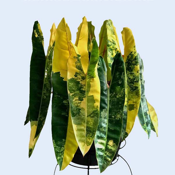 Zhangzhou Chanseed Biotechnology Co.,Ltd.