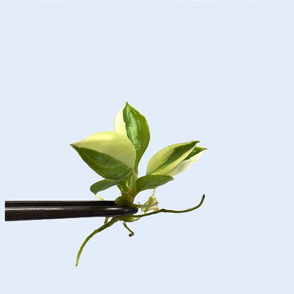 Zhangzhou Chanseed Biotechnology Co.,Ltd.