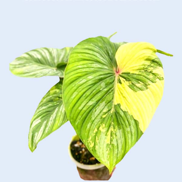 Zhangzhou Chanseed Biotechnology Co.,Ltd.