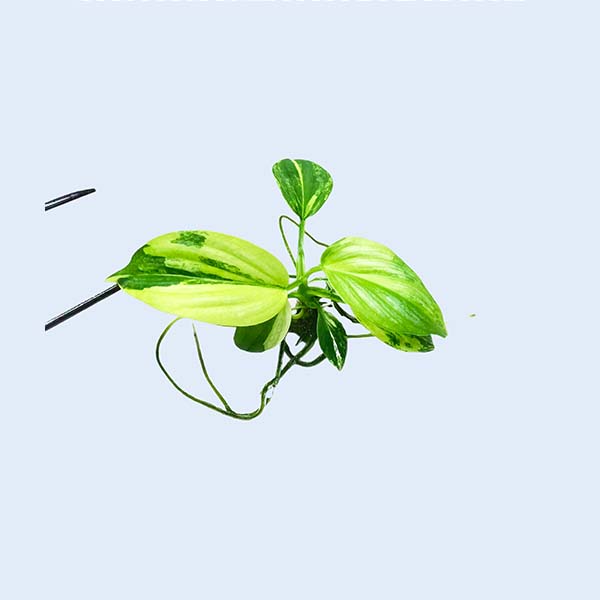 Zhangzhou Chanseed Biotechnology Co.,Ltd.