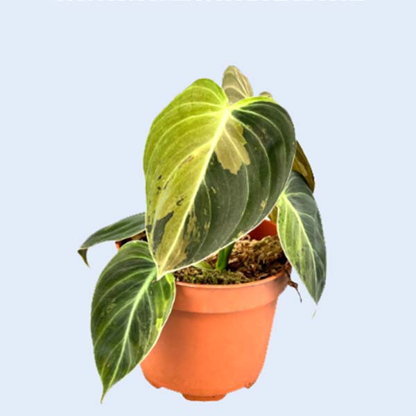 Zhangzhou Chanseed Biotechnology Co.,Ltd.