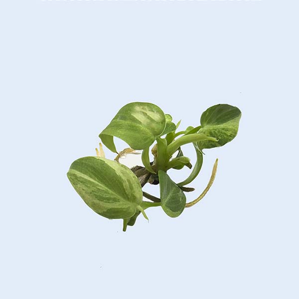 Zhangzhou Chanseed Biotechnology Co.,Ltd.