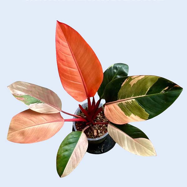 Zhangzhou Chanseed Biotechnology Co.,Ltd.