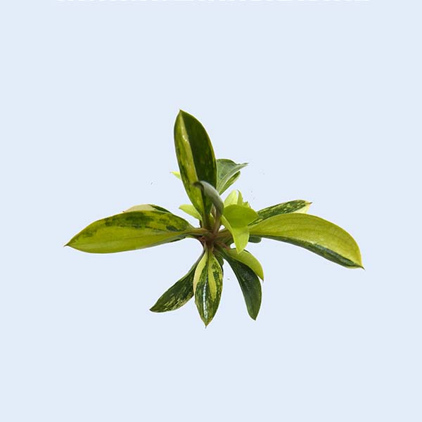 Zhangzhou Chanseed Biotechnology Co.,Ltd.