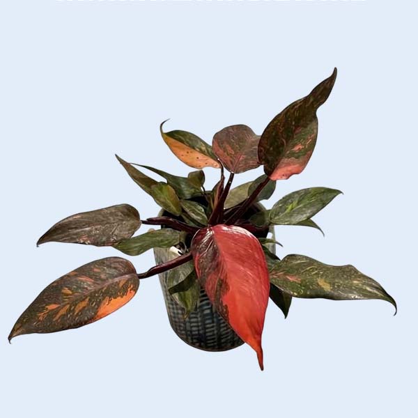 Zhangzhou Chanseed Biotechnology Co.,Ltd.