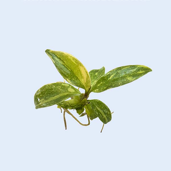 Zhangzhou Chanseed Biotechnology Co.,Ltd.