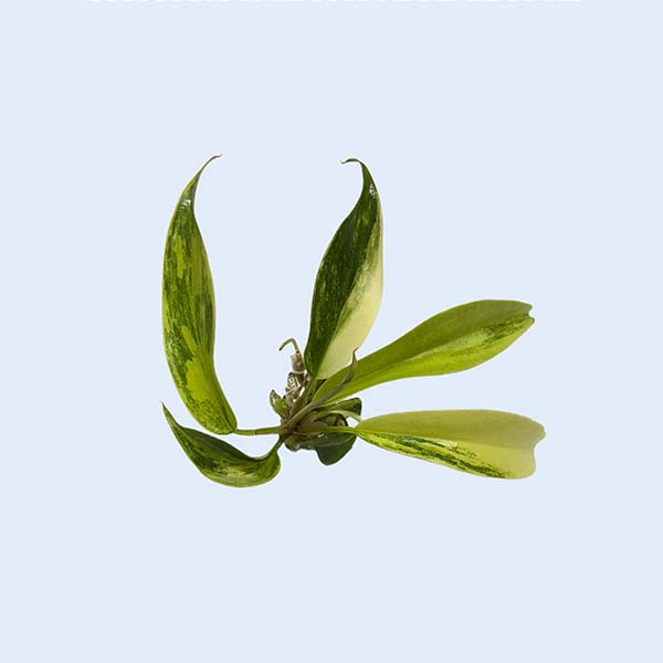 Zhangzhou Chanseed Biotechnology Co.,Ltd.