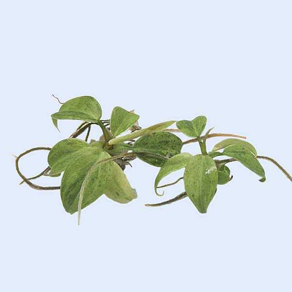 Zhangzhou Chanseed Biotechnology Co.,Ltd.
