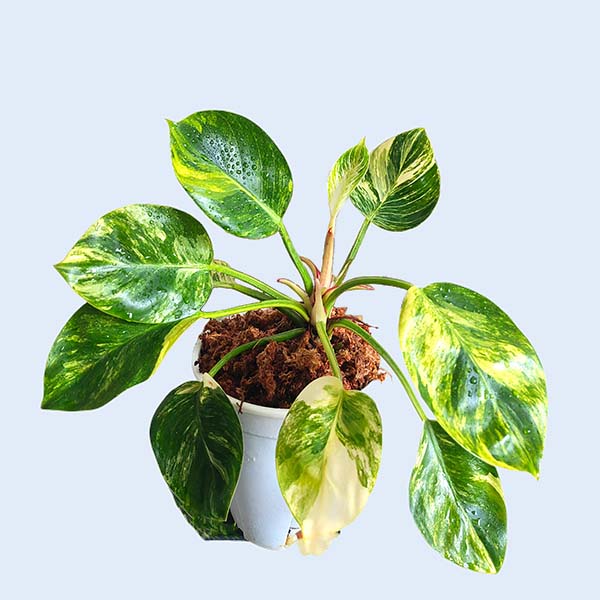 Zhangzhou Chanseed Biotechnology Co.,Ltd.