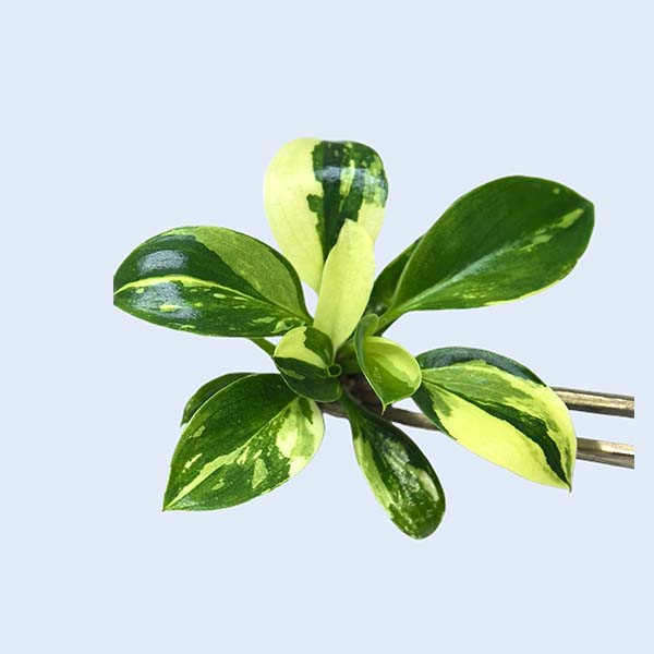 Zhangzhou Chanseed Biotechnology Co.,Ltd.