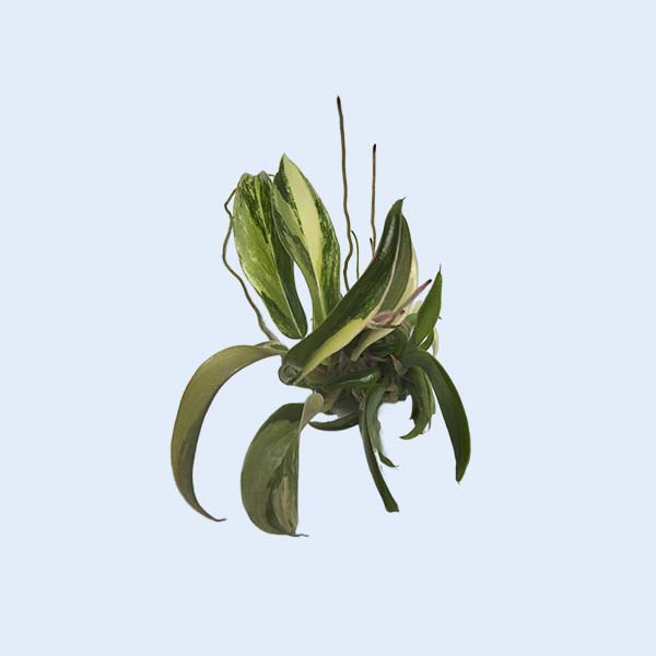 Zhangzhou Chanseed Biotechnology Co.,Ltd.