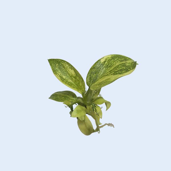 Zhangzhou Chanseed Biotechnology Co.,Ltd.