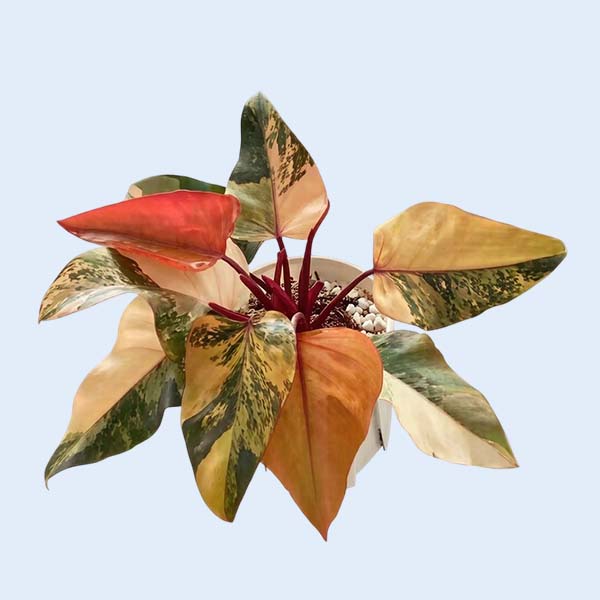 Zhangzhou Chanseed Biotechnology Co.,Ltd.