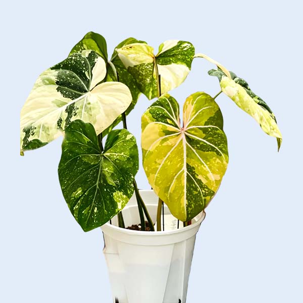 Zhangzhou Chanseed Biotechnology Co.,Ltd.