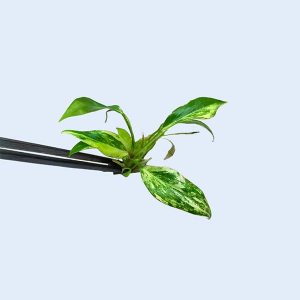 Zhangzhou Chanseed Biotechnology Co.,Ltd.