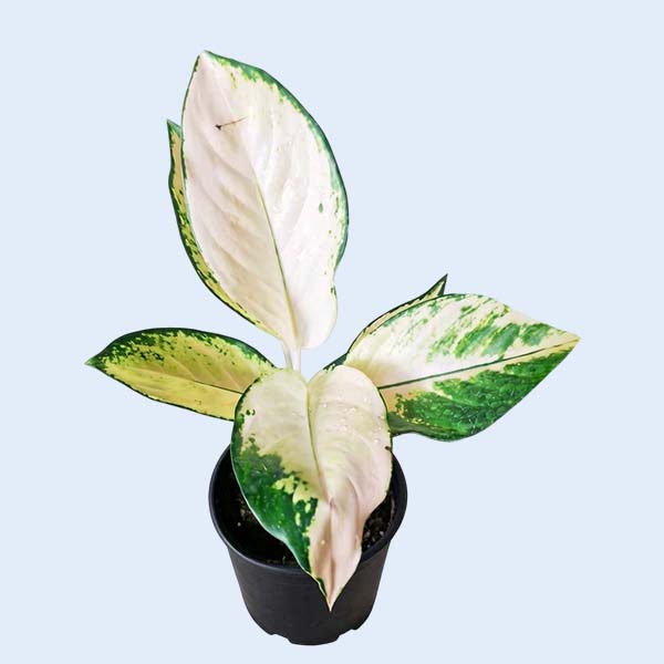 Zhangzhou Chanseed Biotechnology Co.,Ltd.