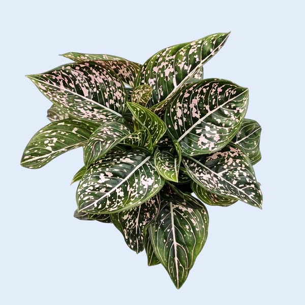Zhangzhou Chanseed Biotechnology Co.,Ltd.