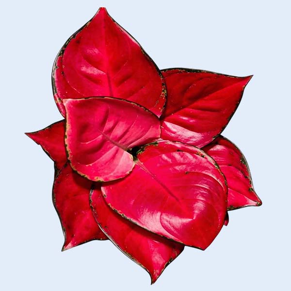 Zhangzhou Chanseed Biotechnology Co.,Ltd.
