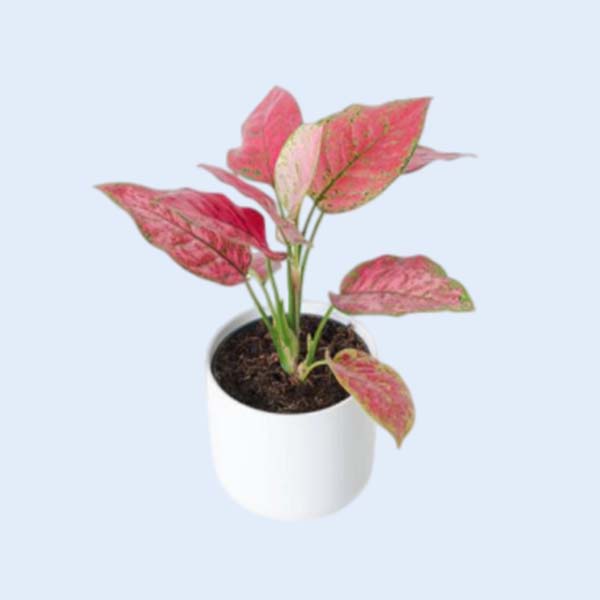 Zhangzhou Chanseed Biotechnology Co.,Ltd.