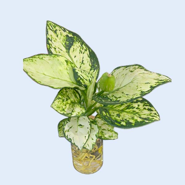 Zhangzhou Chanseed Biotechnology Co.,Ltd.