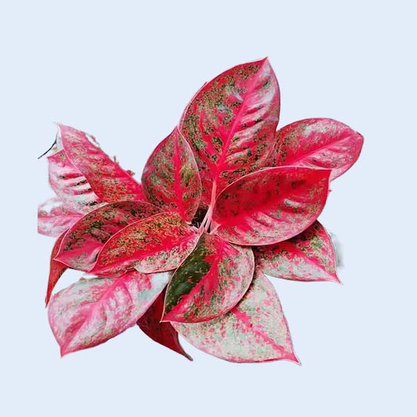 Zhangzhou Chanseed Biotechnology Co.,Ltd.