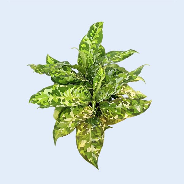 Zhangzhou Chanseed Biotechnology Co.,Ltd.