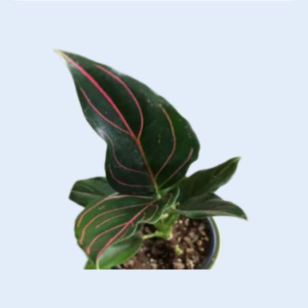 Zhangzhou Chanseed Biotechnology Co.,Ltd.