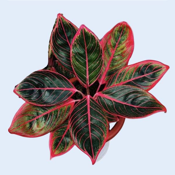 Zhangzhou Chanseed Biotechnology Co.,Ltd.