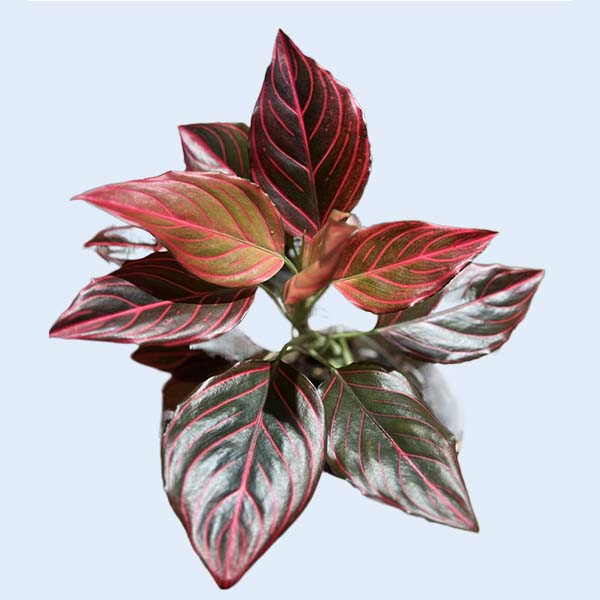 Zhangzhou Chanseed Biotechnology Co.,Ltd.