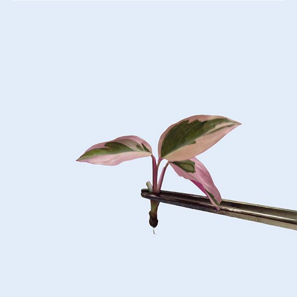 Zhangzhou Chanseed Biotechnology Co.,Ltd.