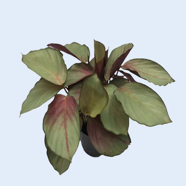Zhangzhou Chanseed Biotechnology Co.,Ltd.