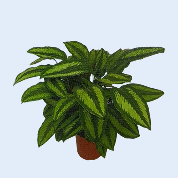 Zhangzhou Chanseed Biotechnology Co.,Ltd.
