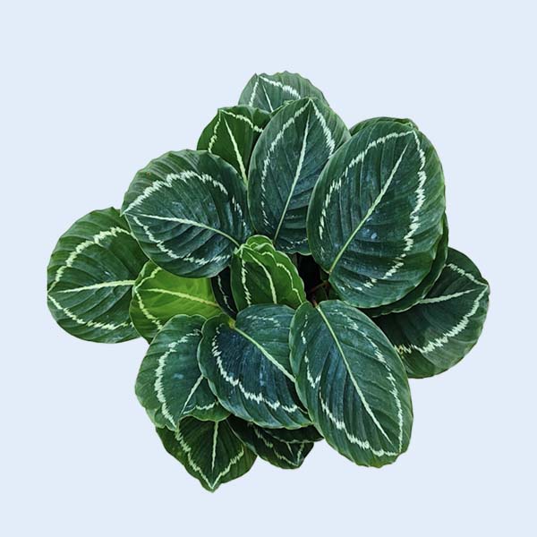 Zhangzhou Chanseed Biotechnology Co.,Ltd.