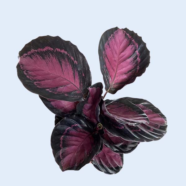 Zhangzhou Chanseed Biotechnology Co.,Ltd.