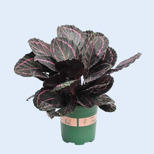 Zhangzhou Chanseed Biotechnology Co.,Ltd.