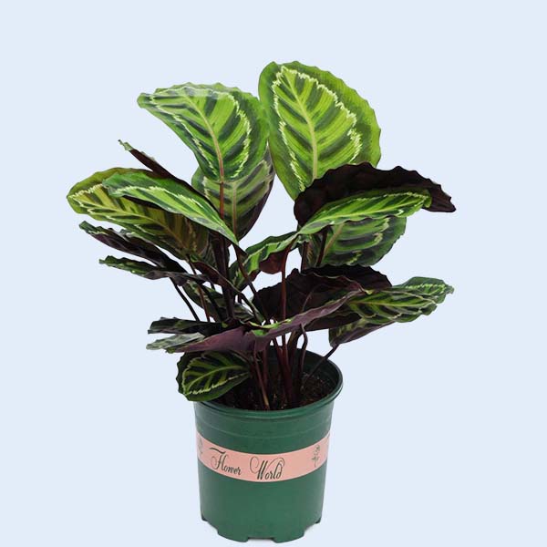 Zhangzhou Chanseed Biotechnology Co.,Ltd.
