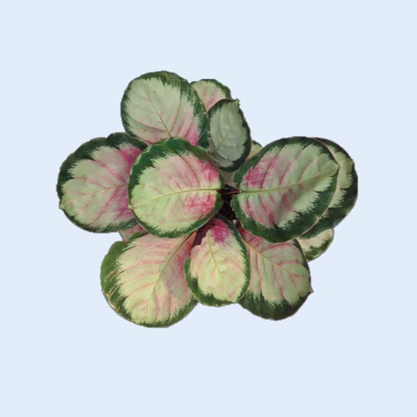 Zhangzhou Chanseed Biotechnology Co.,Ltd.