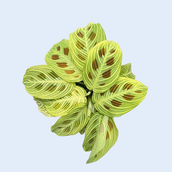 Zhangzhou Chanseed Biotechnology Co.,Ltd.