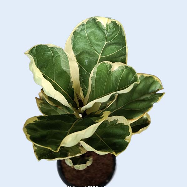 Ficus tissue culture plants
