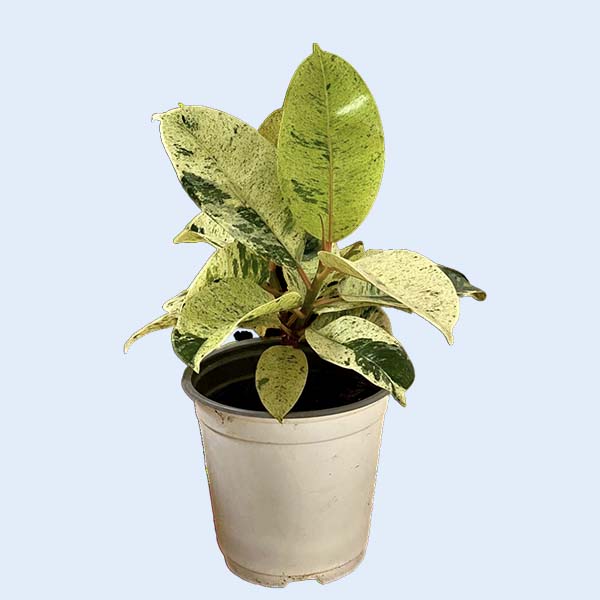 Zhangzhou Chanseed Biotechnology Co.,Ltd.